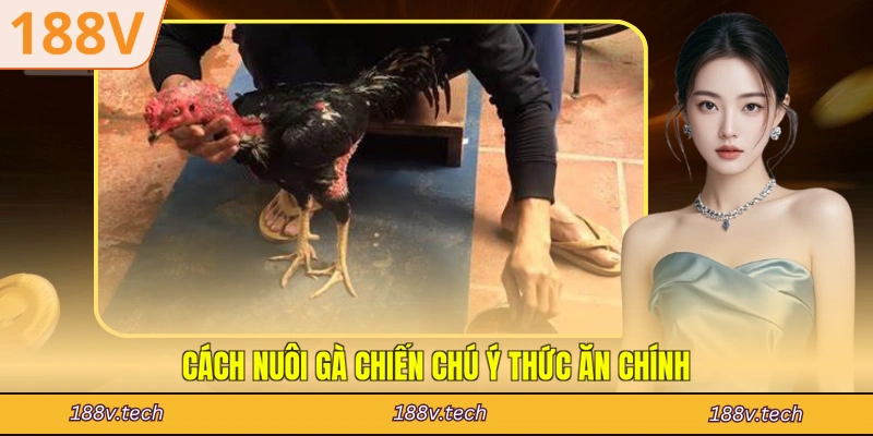 Cách nuôi gà chiến chú ý thức ăn chính
